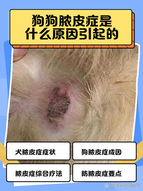 狗狗脓皮症会传染给人吗