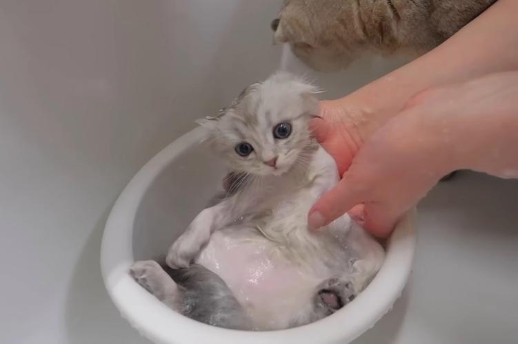 幼猫多大可以洗澡