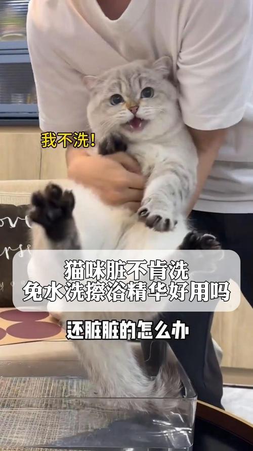 猫可以洗澡吗