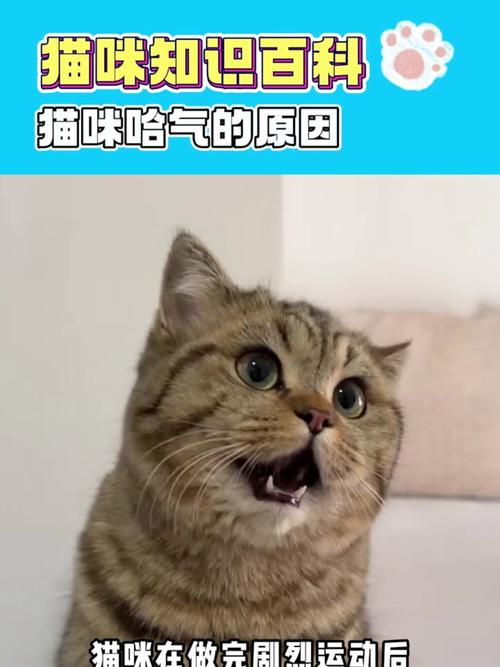 猫发出哈气声不让人摸,是什么情况?