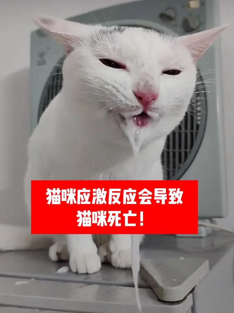 猫被打后哈气威胁人怎么办