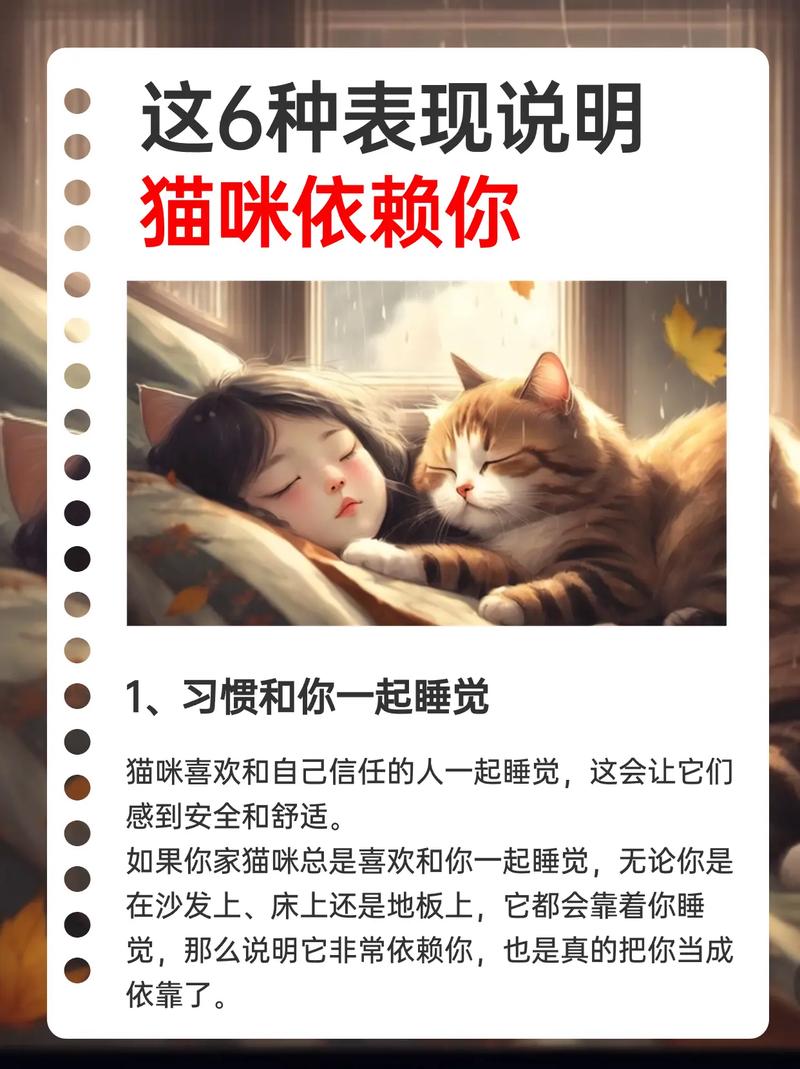 这些表现说明猫咪信任你,你家猫有几个?