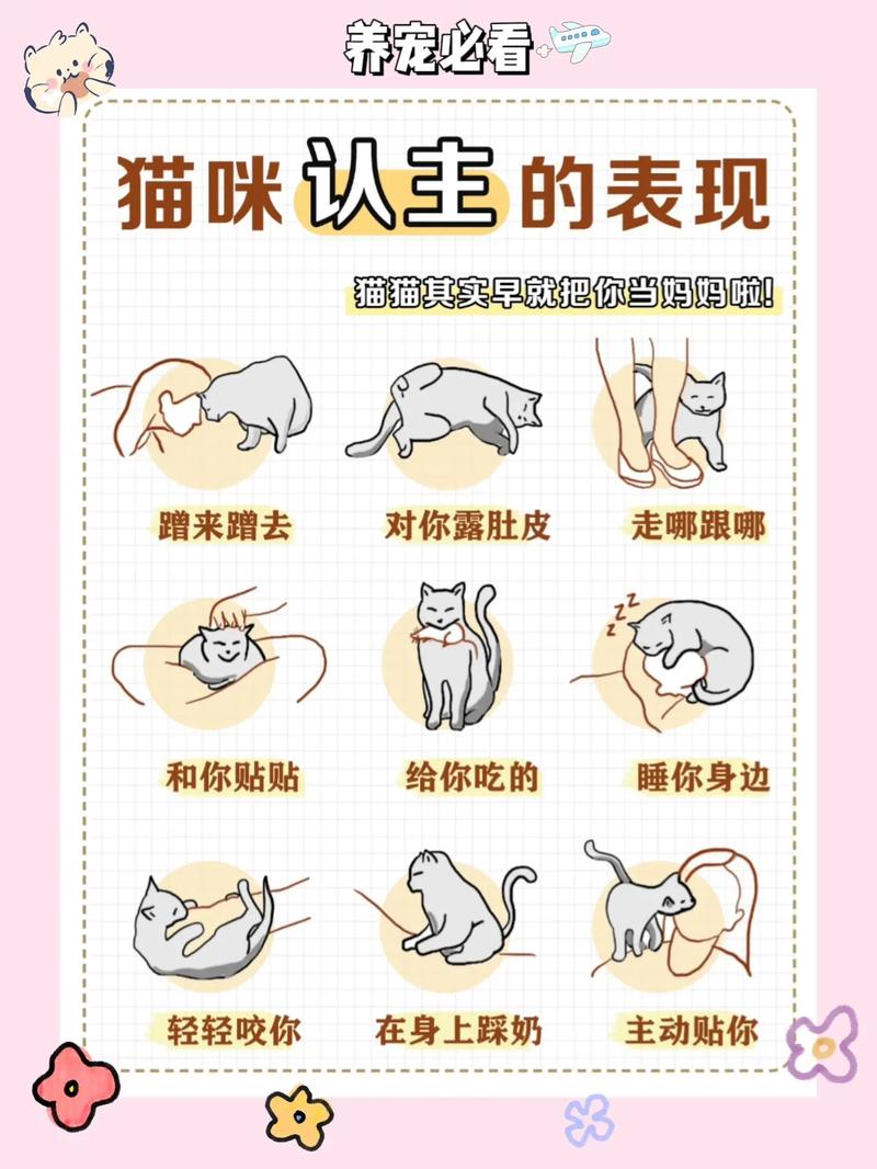 猫咪认主的5大征兆