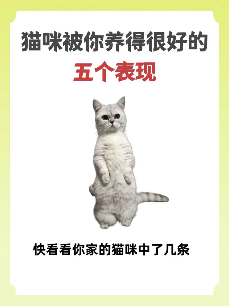 猫咪信任主人的十种表现
