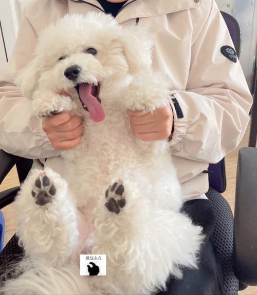 比熊关笼子里面一直憋尿怎么办?