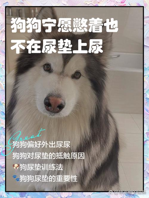 狗狗不撒尿用什么药