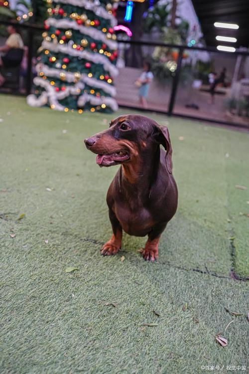 狗狗放包里可以坐公车吗