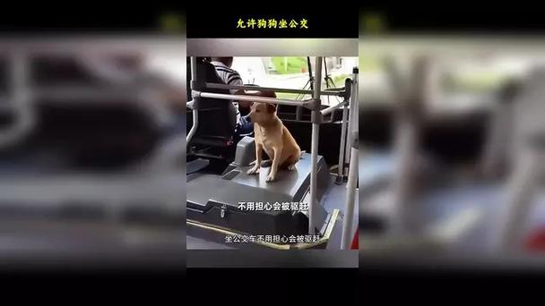 为什么狗狗不能坐公交
