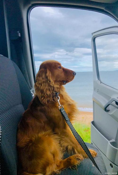 把狗狗放在宠物包里可不可以上公交?