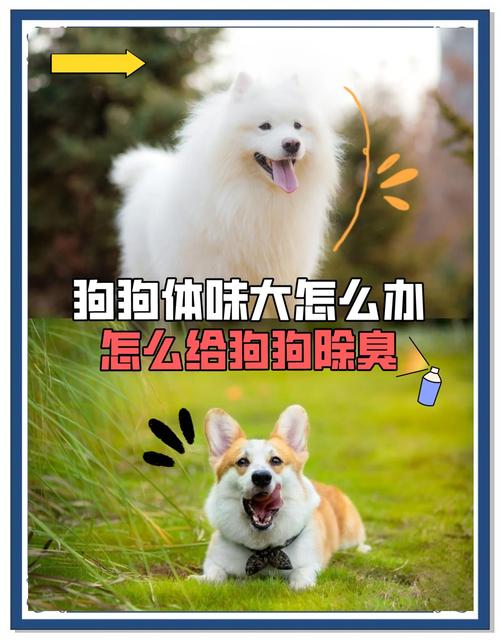 狗身上味道重怎么去除