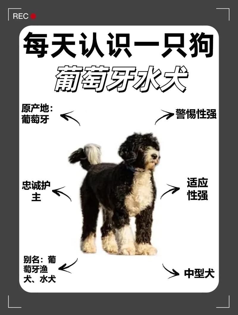 葡萄牙水犬打嗝怎么办