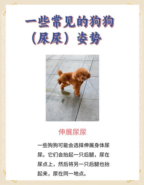 怎样让狗狗进屋子里拉屎???