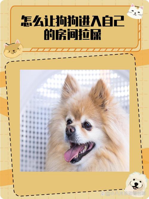 怎么让狗狗进入自己的房间拉屎