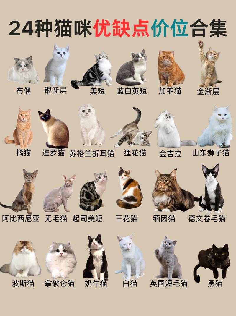 猫有哪些品种(猫的种类图片及名称)