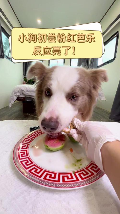 狗可以吃芭乐吗