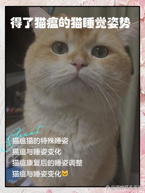 猫咪没精神总是睡觉咋回事