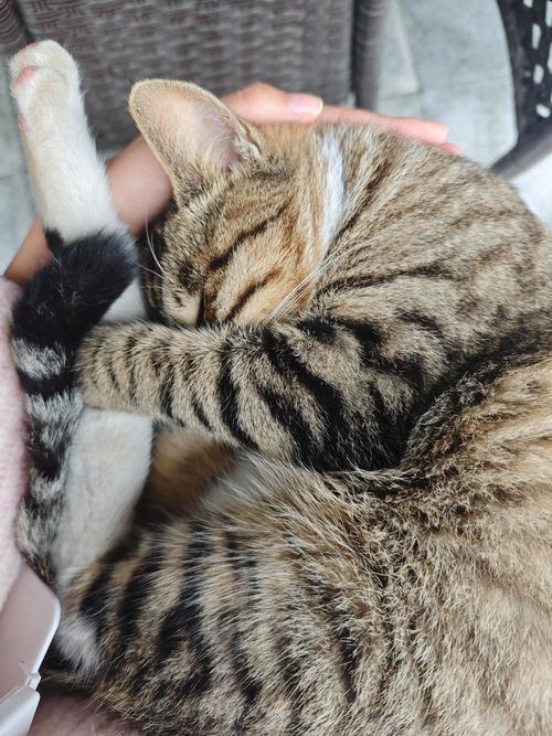 猫咪一天到晚睡觉正常吗