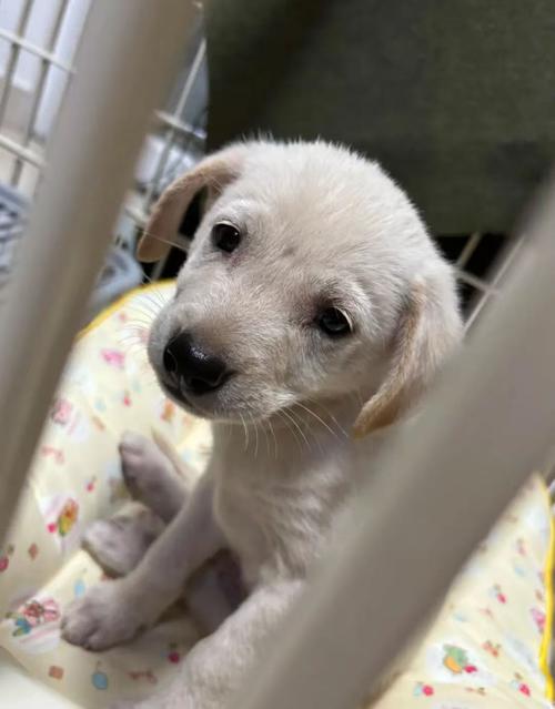 土狗迟迟不立耳是怎么回事?