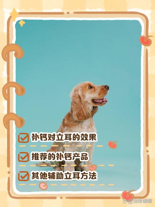 狗狗立耳最简单方法