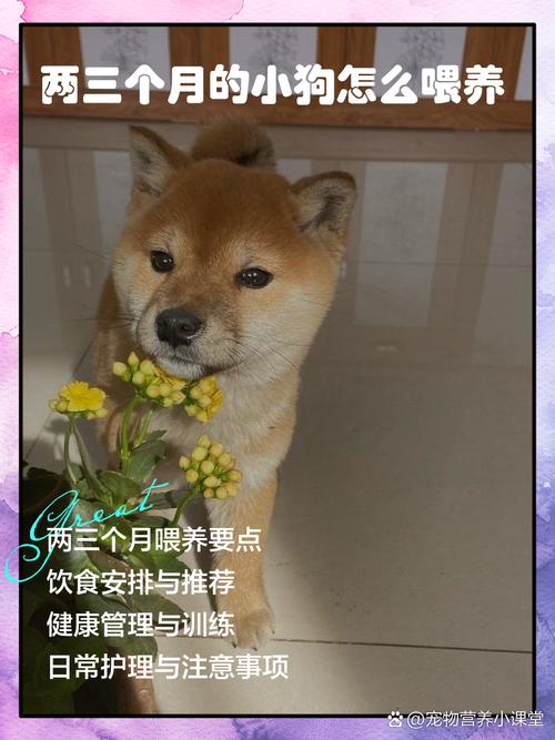 两三个月的小狗怎么喂养