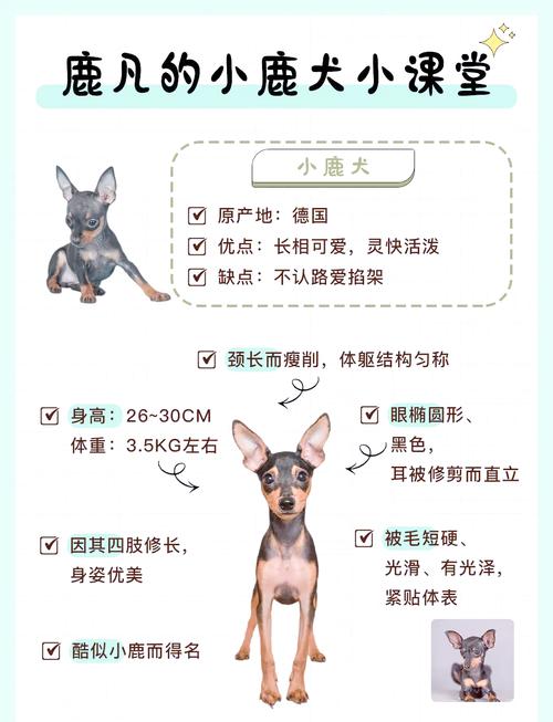 二个月大的小鹿犬怎么喂养?狗食和水的比例,喂食次数等。