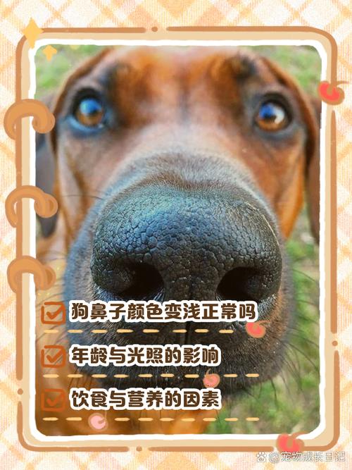 狗狗的鼻子颜色变浅了,吃什么能补回来