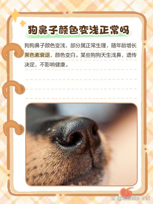 狗狗皮肤干燥有皮屑吃什么好