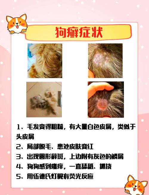 得了螨虫的狗狗吃什么食物比较好