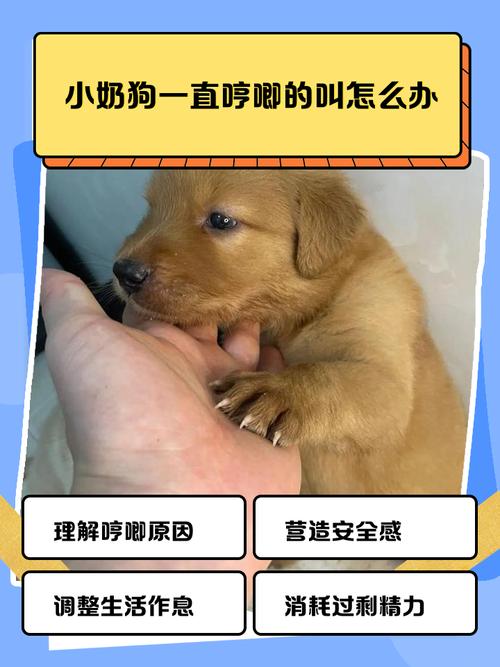 狗狗哼哼唧唧是撒娇吗