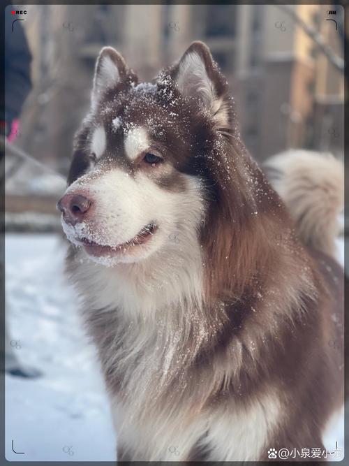 狗狗冬天在外面会冷吗