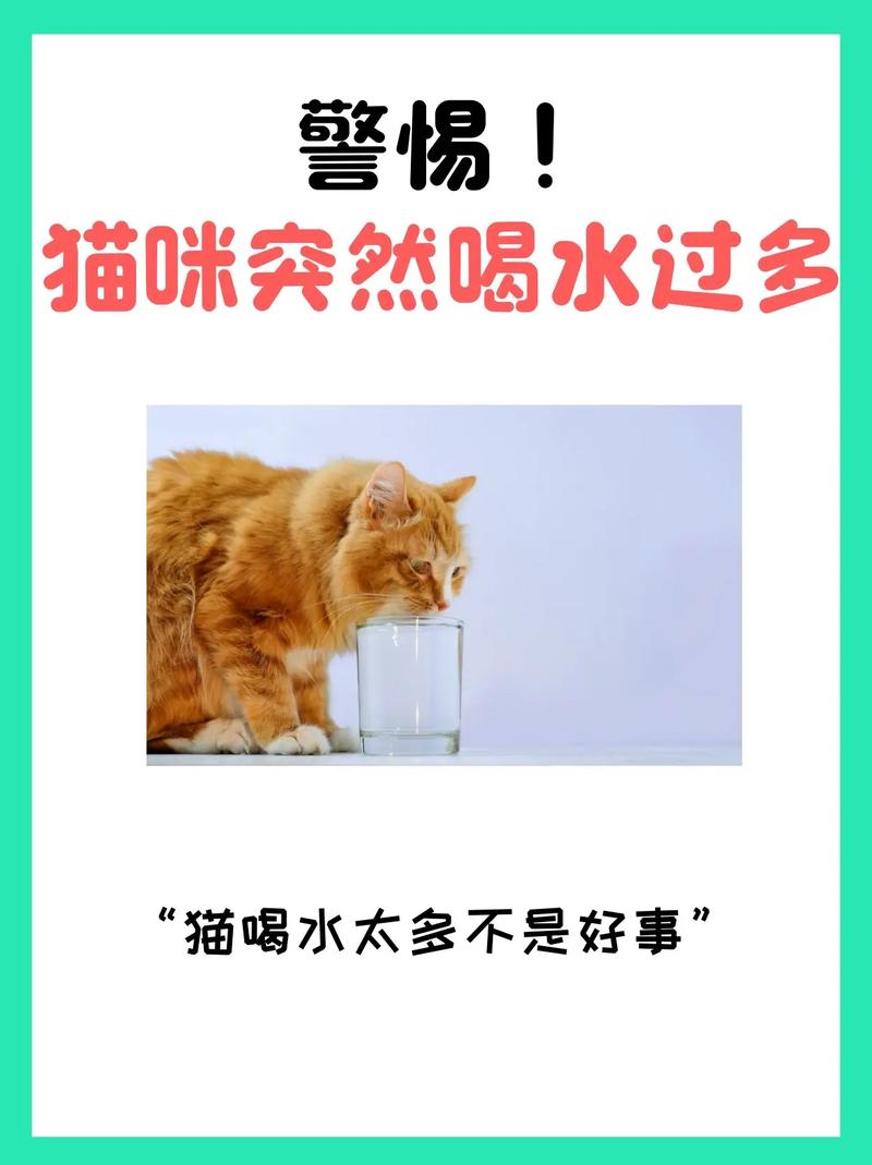 猫咪频繁喝水是怎么回事?