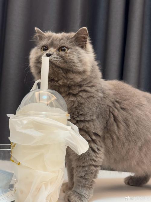 蓝猫喘气有呼噜声是什么原因?