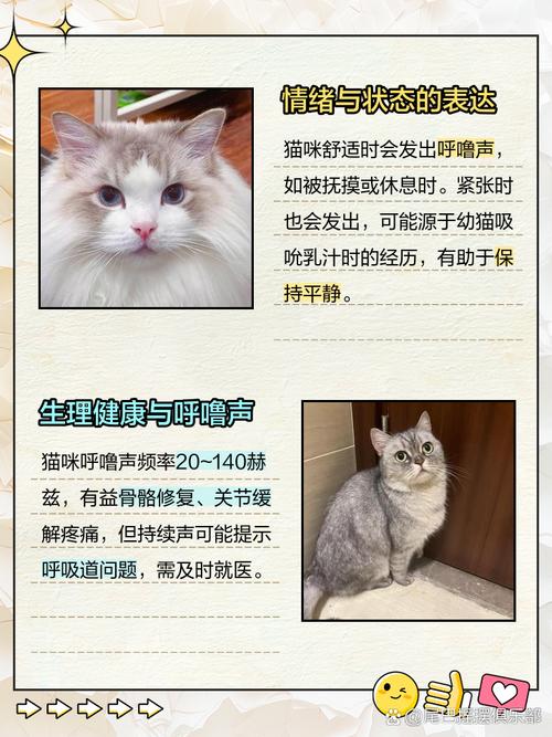 猫呼吸有呼噜声