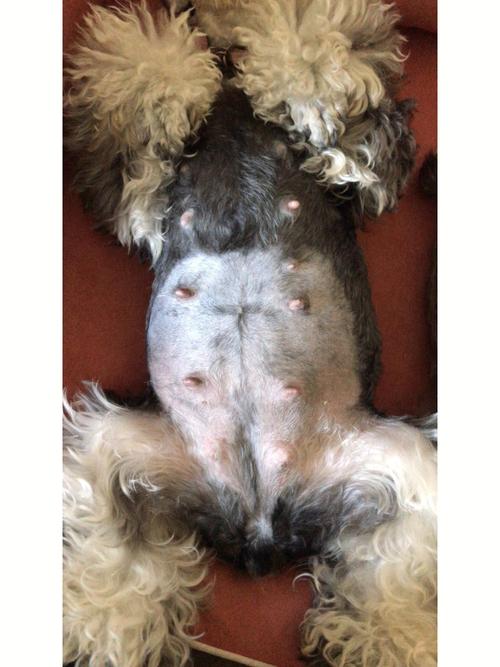 狗狗怀孕43天什么症状