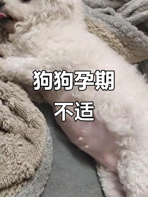 狗狗怀孕50天有啥症状