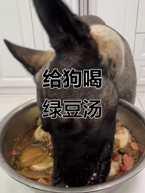 狗狗可以喝绿豆汤吗?