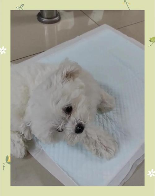 狗脑震荡能自愈吗