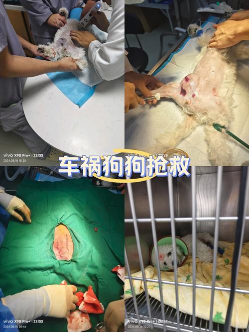 狗狗被车撞后,能治愈吗?