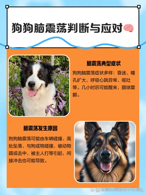 狗狗脑震荡会怎么样