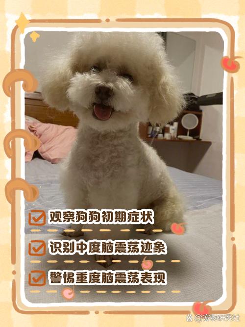 狗脑震荡几天能缓过来