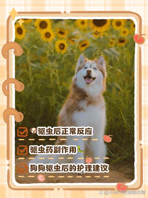 狗吃人用打虫药会有什么后果呢?