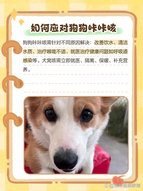 为什么狗狗喝水咳嗽呢