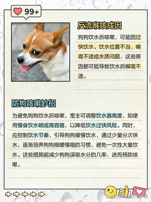 狗狗喝水后总是咔咔咳嗽