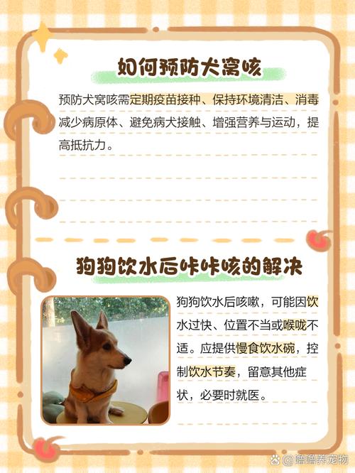 泰迪狗狗一喝水就咳