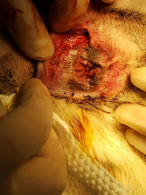 狗狗被咬伤皮肉分离形成空腔,医院5天针外加我每天处理清洗伤口上药...