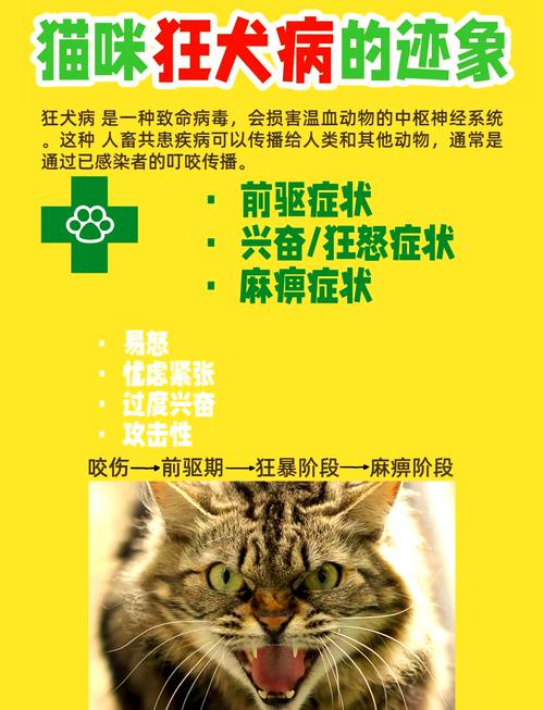 小猫打完狂犬疫苗后精神很好