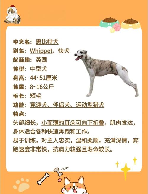 惠比特犬什么食物不能吃