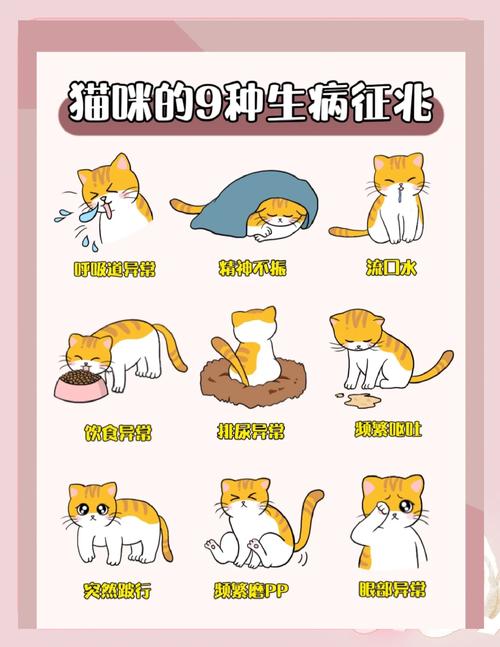 猫咪生病了临死前表现