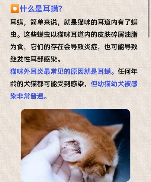 猫咪怎么会得耳螨病