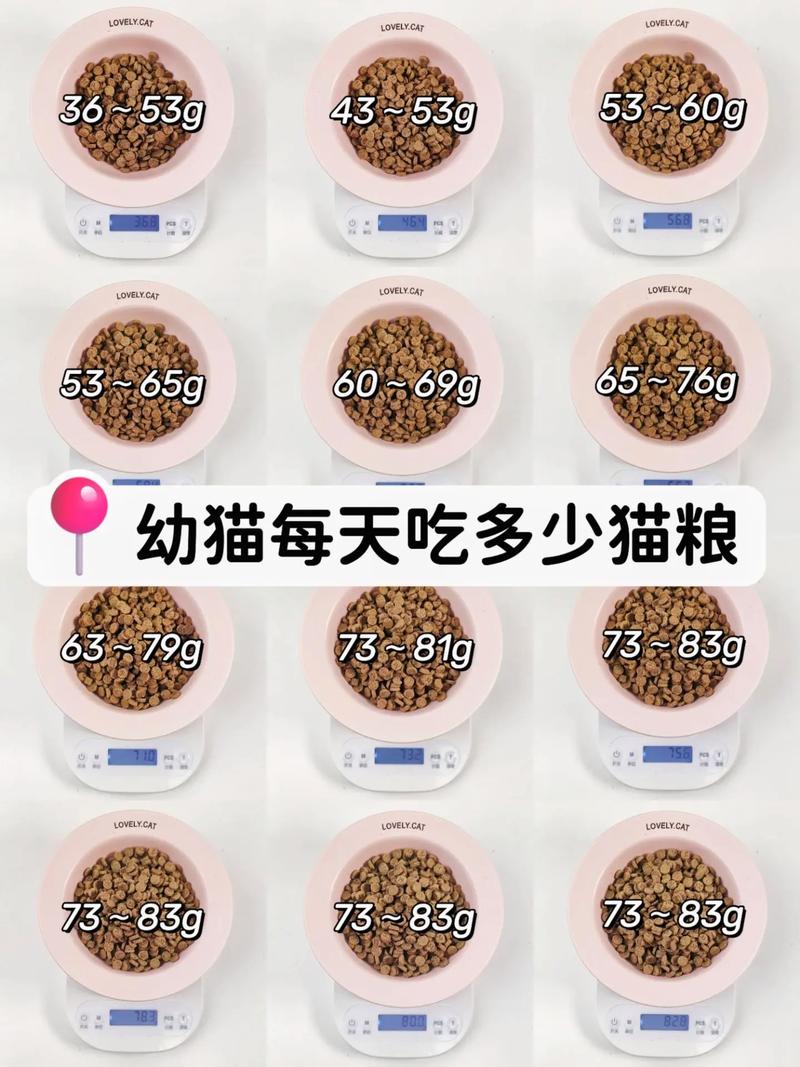 猫几个月可以吃成猫粮